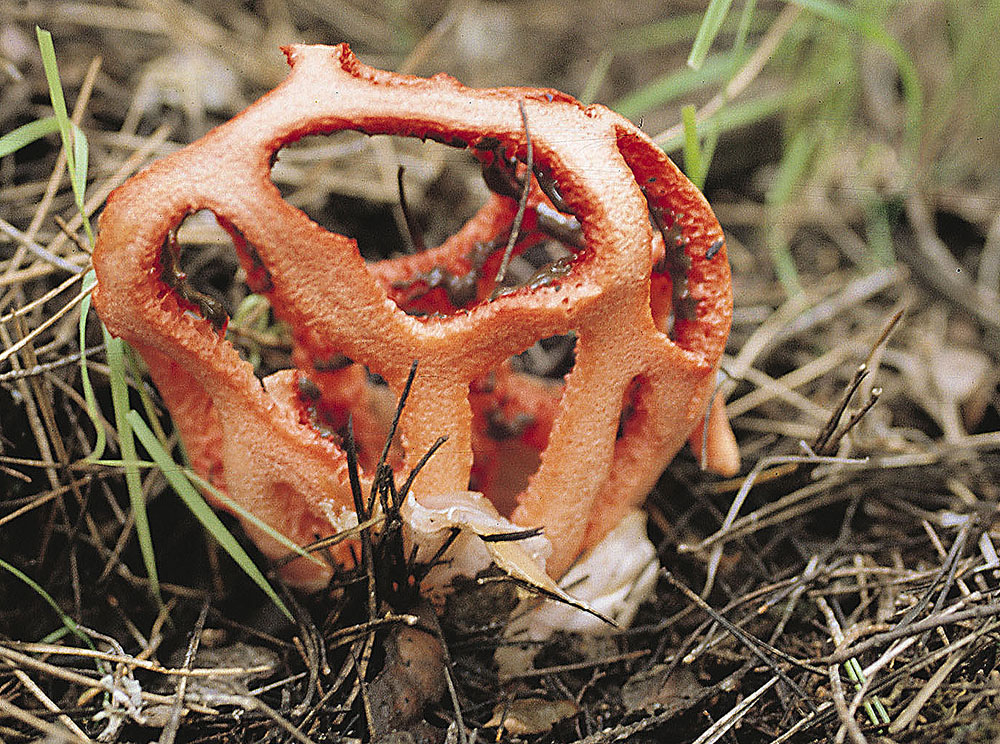 Roter Gitterling (Clathrus ruber)