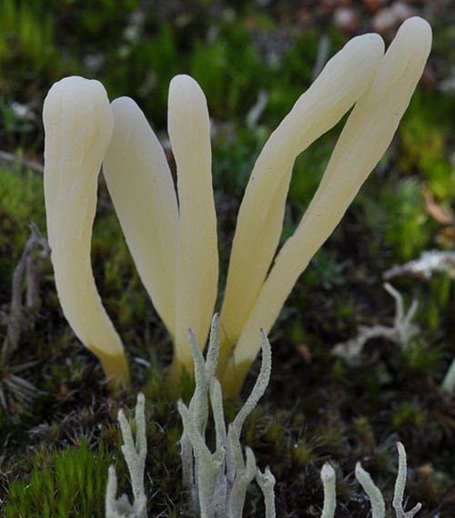 Heide-Keule (Clavaria argillacea)