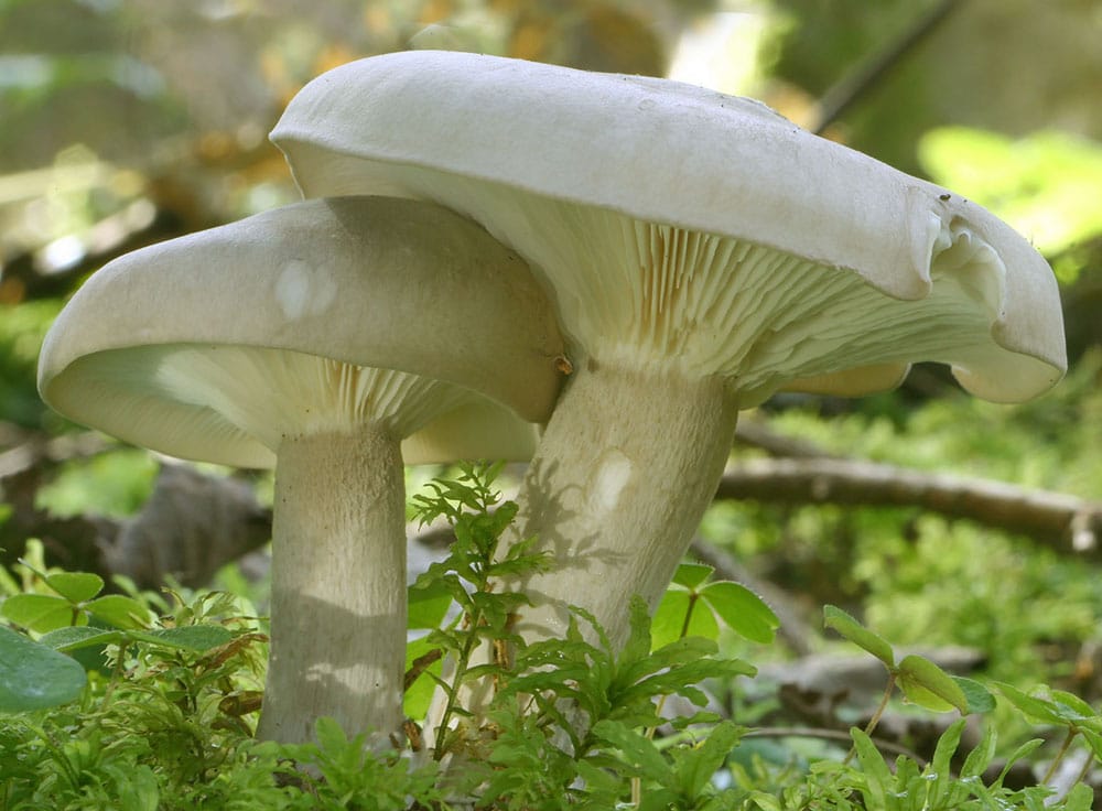 Nebelkappe (Clitocybe nebularis)