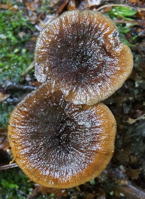 Zimtfarbener Dauerporling (Coltricia cinnamomea)