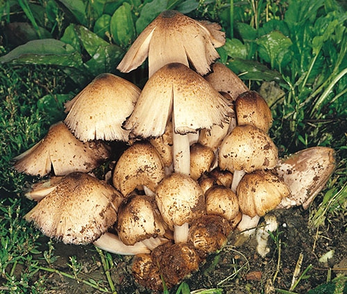 Braunschuppiger Faltentintling (Coprinopsis romagnesianus)