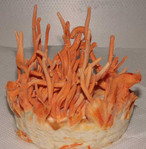 Cordyceps_WH Cordyceps in Kultur