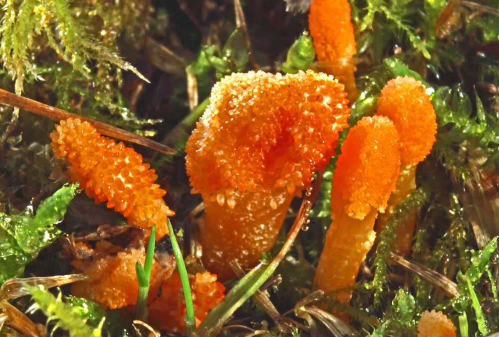 Cordyceps militaris (Puppenkernkeule)