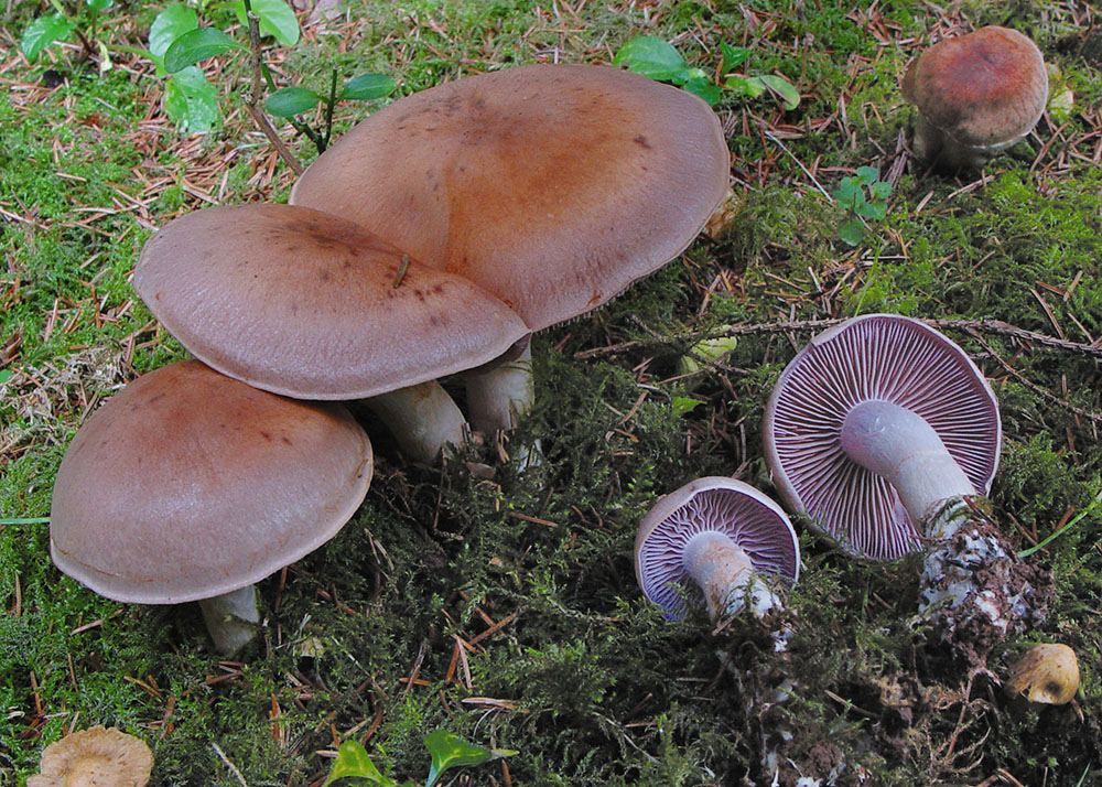 Rostbrauner Dickfuß (Cortinarius caninus)