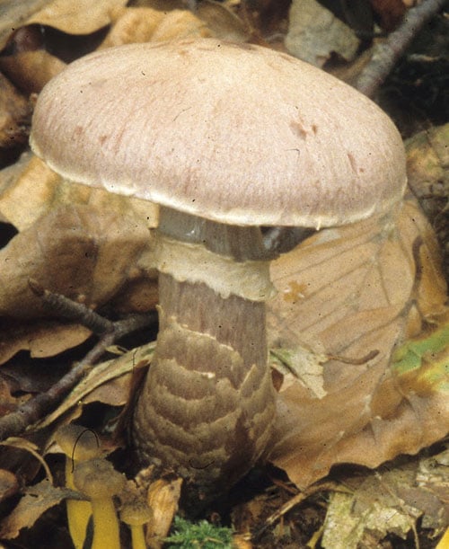 Cortinarius_torvus_KM Duftender Gürtelfuß (Cortinarius torvus)