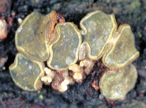 Dermea_cerasi_FK_1 Kirschenholz-Polsterbecherchen (Dermea cerasi)