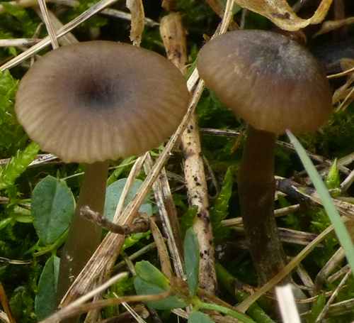 Ranziger Zärtling (Entoloma farinasprellum)