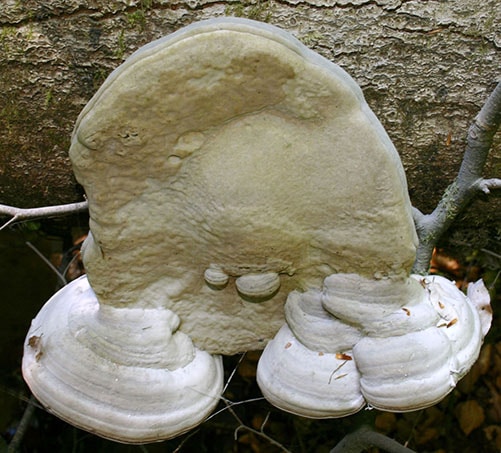 Zunderschwamm (Fomes fomentarius) Zunderschwamm (Fomes fomentarius)