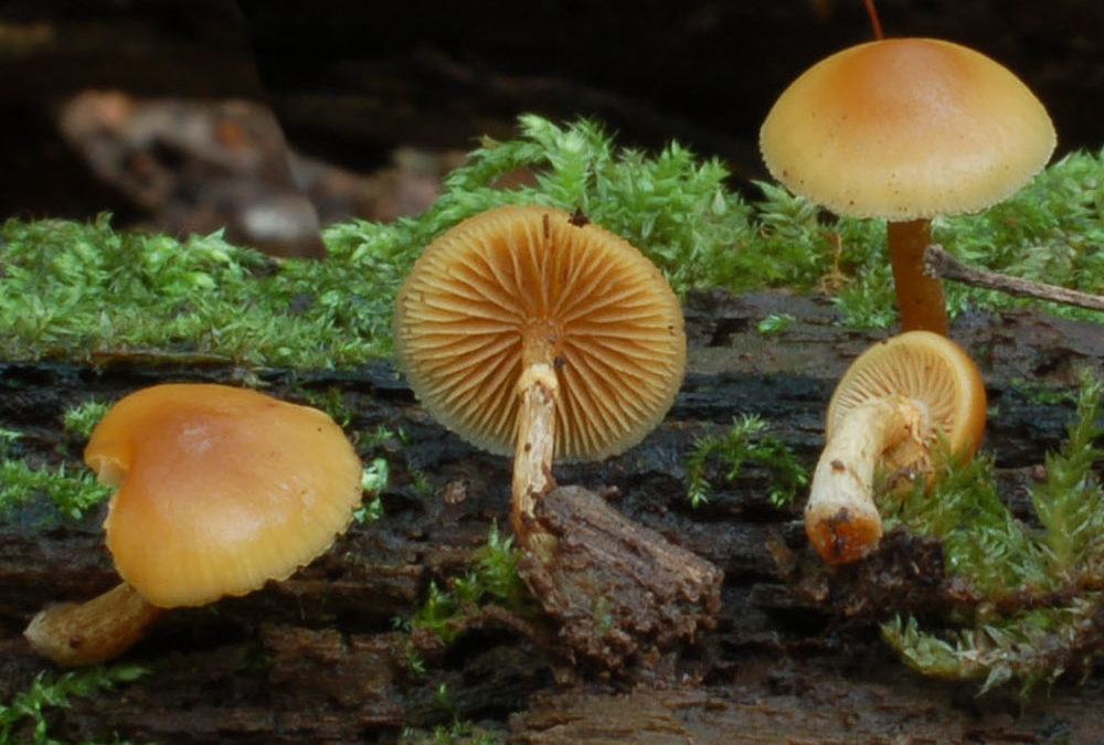 Galerina marginata (Gifthäubling)