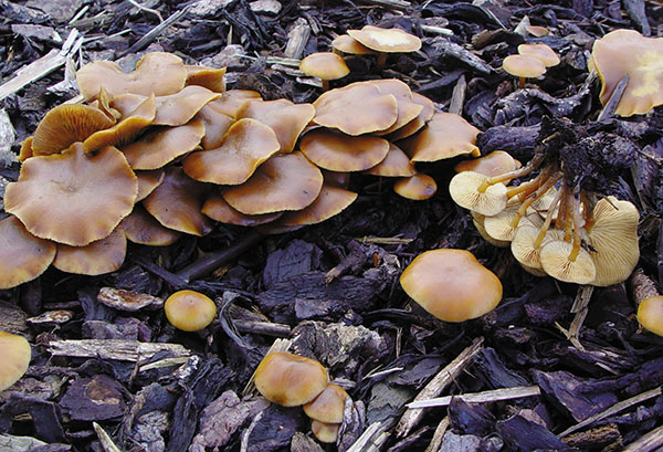 Gift-Häubling (Galerina marginata)