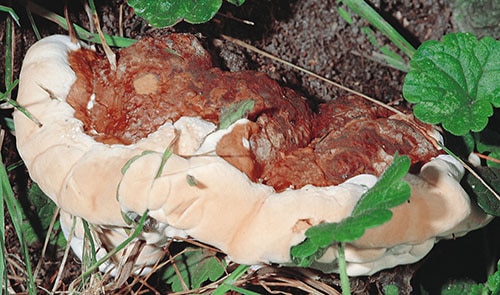 Harziger Lackporling (Ganoderma resinaceum)