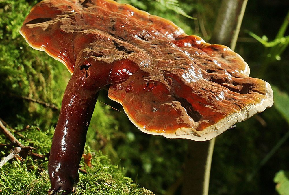 Ganoderma lucidum (Glänzender Lackporling)