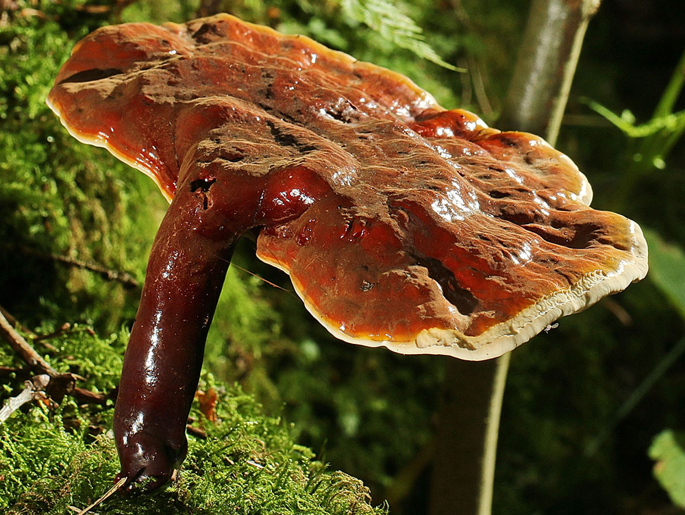 Glänzender Lackporling (Ganoderma lucidum)_FK Ganoderma_lucidum_LS