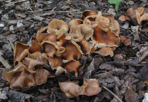 Pilze im Rindenmulch Bilder: Entdeck die Faszination der Natur im Kleinen!