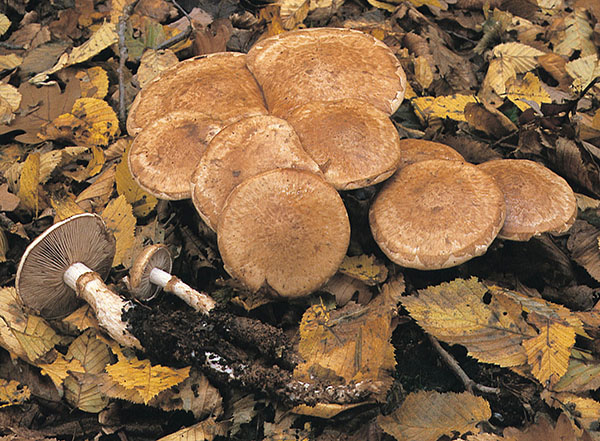Hebeloma_radicosum_KM_1 Wurzelnder Marzipan-Fälbling (Hebeloma radicosum)