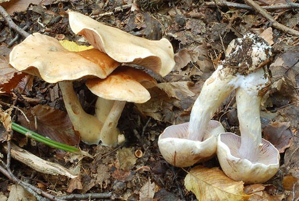 Rettich-Fälbling (Hebeloma sinapizans)