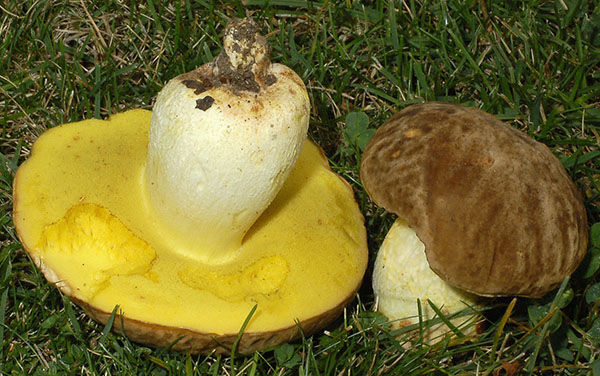 Hemileccinum_depilatum_GH_2