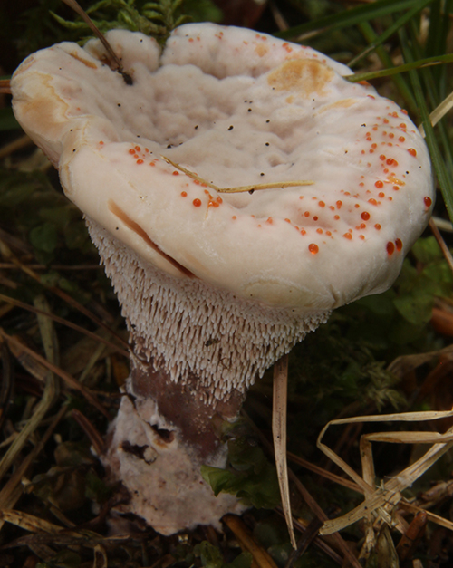 Scharfer Korkstacheling (Hydnellum peckii)