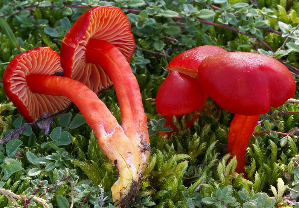 Kirschroter Saftling (Hgrocybe coccinea)