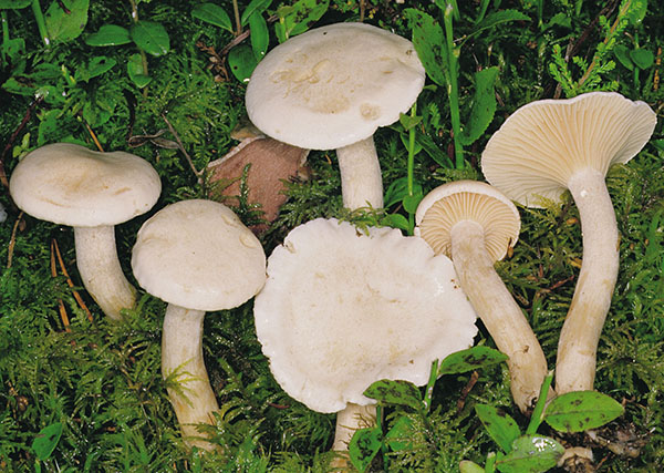 Birken-Schneckling (Hygrophorus hedrychii)