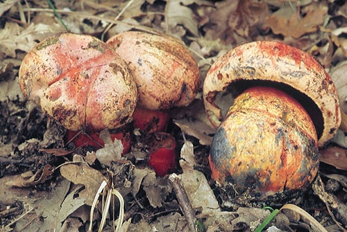 Imperator_rhodopurpureus_TM_1