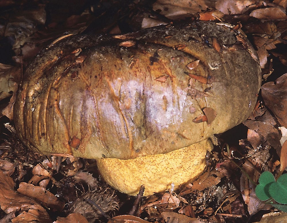 Ochsenröhrling (Imperator torosus)