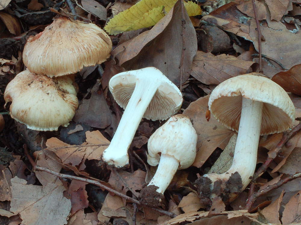 Birnen-Risspilz (Inocybe fraudans)