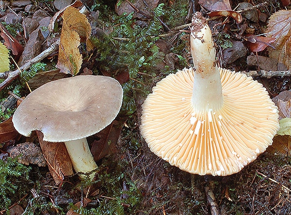 Rauchfarbener Milchling (Lactarius azonites)