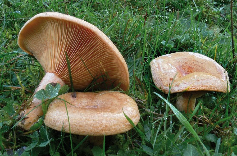 Edelzeizker (Lactarius deliciosus)