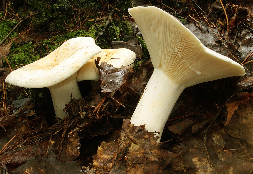 Pfeffer-Milchling (Lactifluus piperatus)