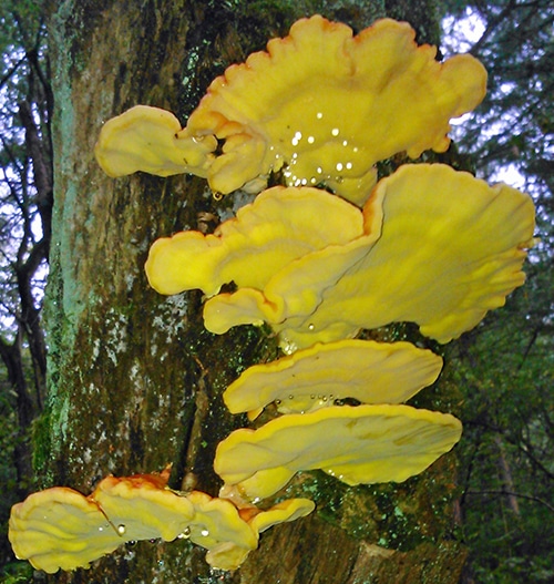 Schwefelporling (Laetiporus sulphureus)