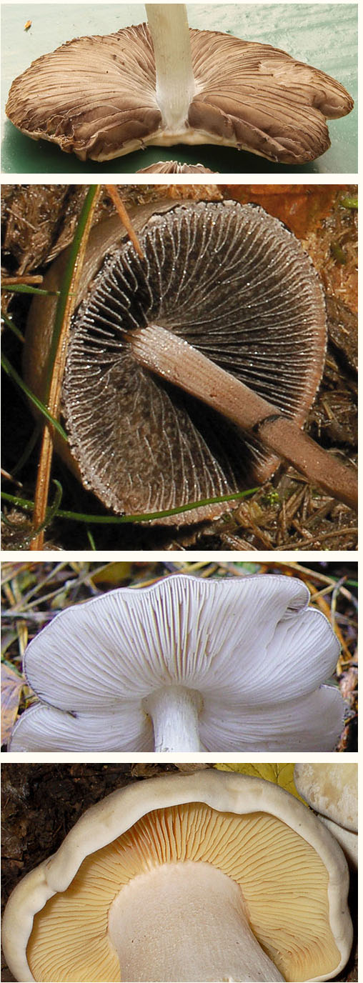 Lamellen Lamellen