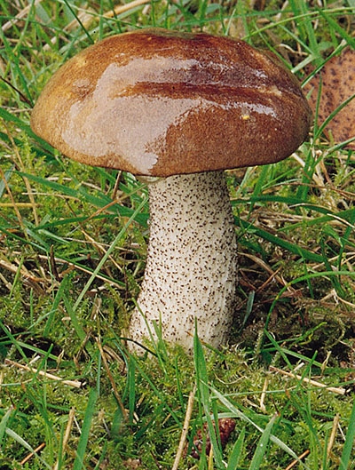 Birkenpilz (Leccinum scabrum)