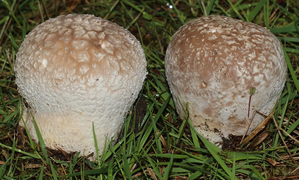 Hasenbovist (Lycoperdon utriformis)