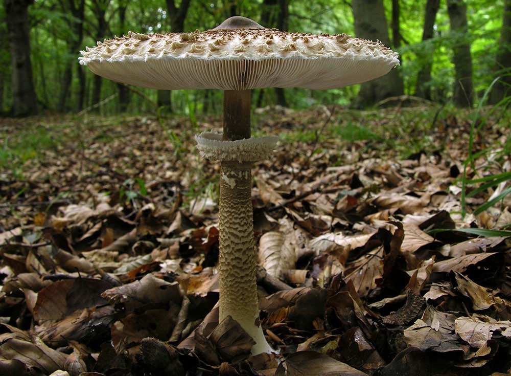 Parasol (Macrolepiota procera)