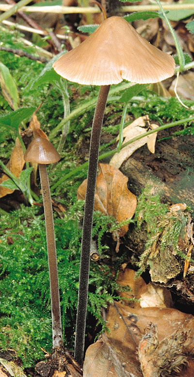 Langstieliger Knoblauch-Schwindling (Marasmius alliaceus)