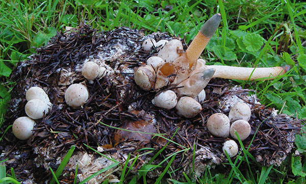 Mutinus_caninus Hundsrute (Mutinus caninus)