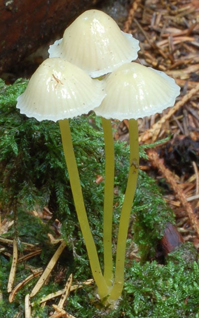 Dehnbarer Helmling (Mycena epipterygia)