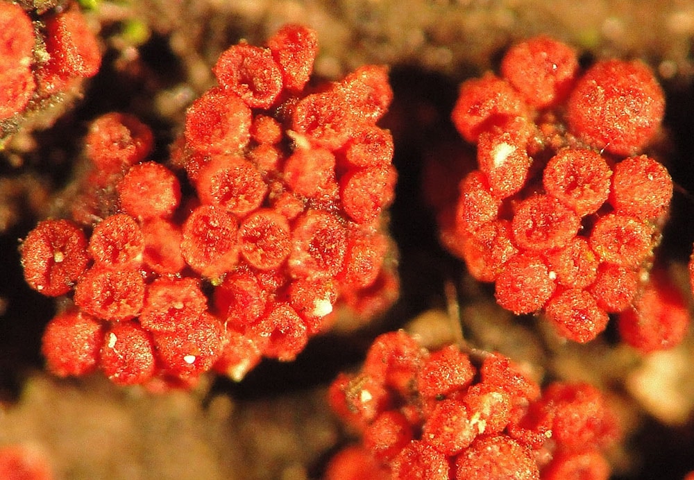 Zinnoberroter Pustelpilz (Nectria cinnabarina)