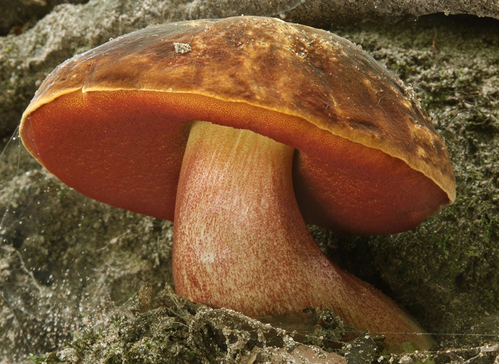 Flockenstieliger Hexenröhrling (Neoboletus erythropus)