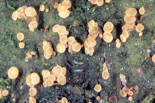 Pezicula_acericola_FK_1 Ahorn-Rindenbecherchen (Pezicula acericola)