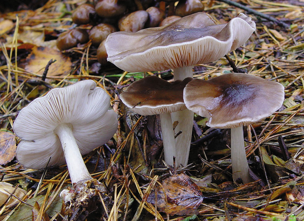 Rehbrauner Dachpilz (Pluteus cervinus)