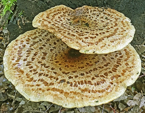 Polyporus_squamosus_WS Schuppiger Porling (Cerioporus squamosus)