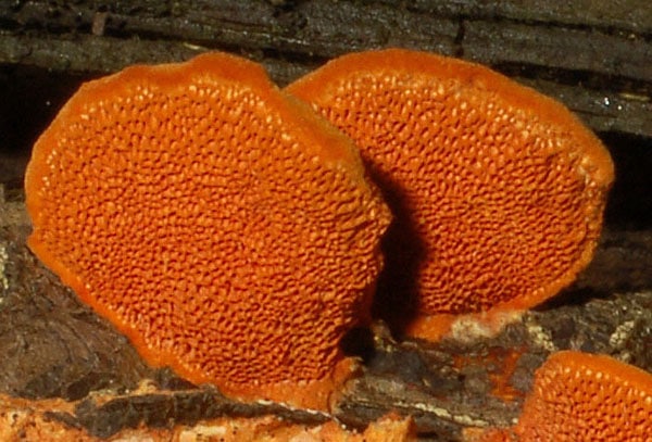 Pycnoporus_cinnabarinus_GH_1