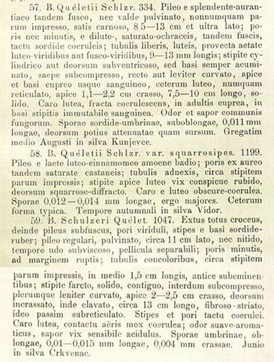 Boletus queletii von Schulzer für Quélet