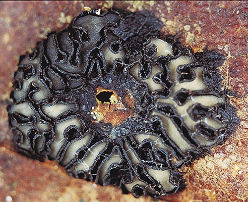 Rhytisma_acerinum_FK_2