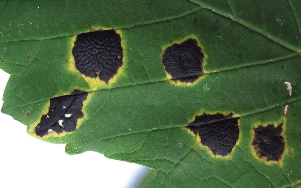 Ahorn-Runzelschorf, Flicklumpen (Rhytisma acerinum)
