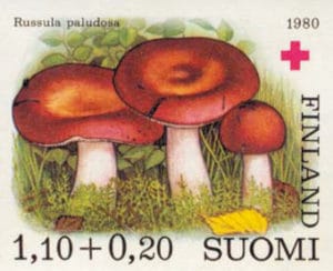 Marke_Apfel-Täubling_Russula_paludosa