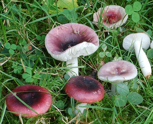 Wechselfarbiger Spei-Täubling (Russula fragilis)