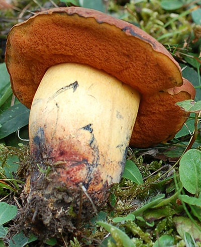 Suillellus_queletii